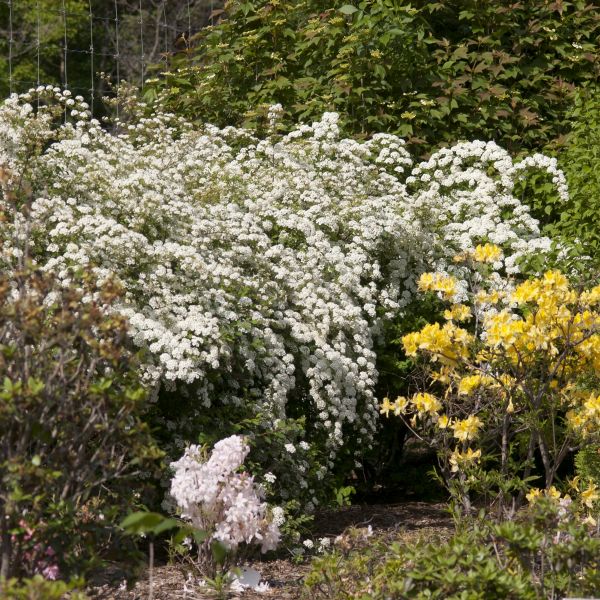 Renaissance Spirea (Spiraea vanhouttei 'Renaissance'), a shrub featuring white flowers and deciduous.