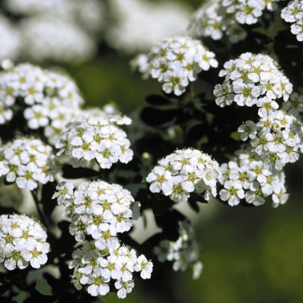 Deciduous foliage of Snowmound Spirea (Spiraea nipponica 'Snowmound') in a garden setting.