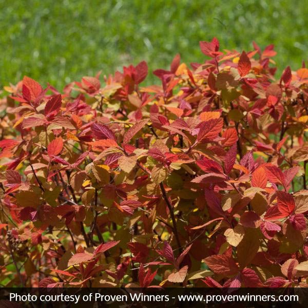 Proven Winner® Color Choice® Double Play Big Bang®Spiraea