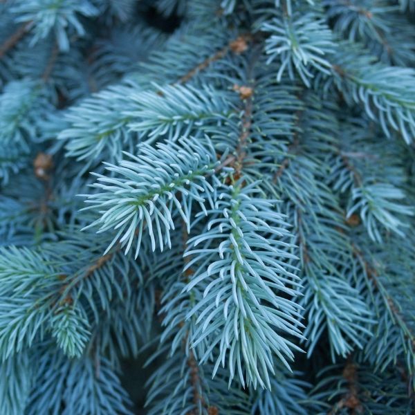 Baby Blue® Spruce