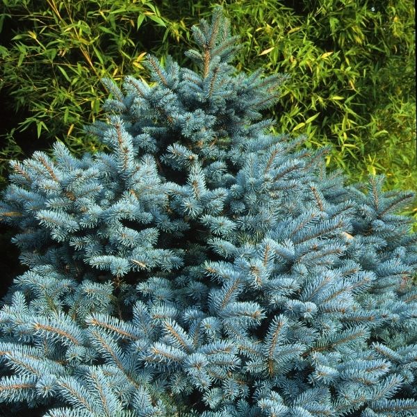 Baby Blue® Spruce