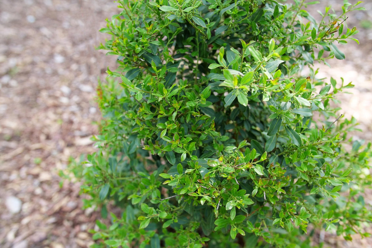 Detail view of Squeeze Box® Inkberry Holly (Ilex glabra 'SMNIGFC') showing plant structure and foliage.