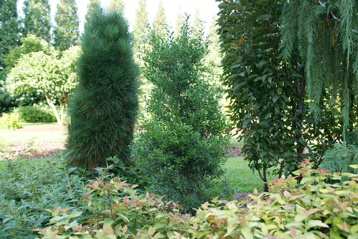 Squeeze Box® Inkberry Holly (Ilex glabra 'SMNIGFC') growing in a garden landscape, showing mature shrub form.