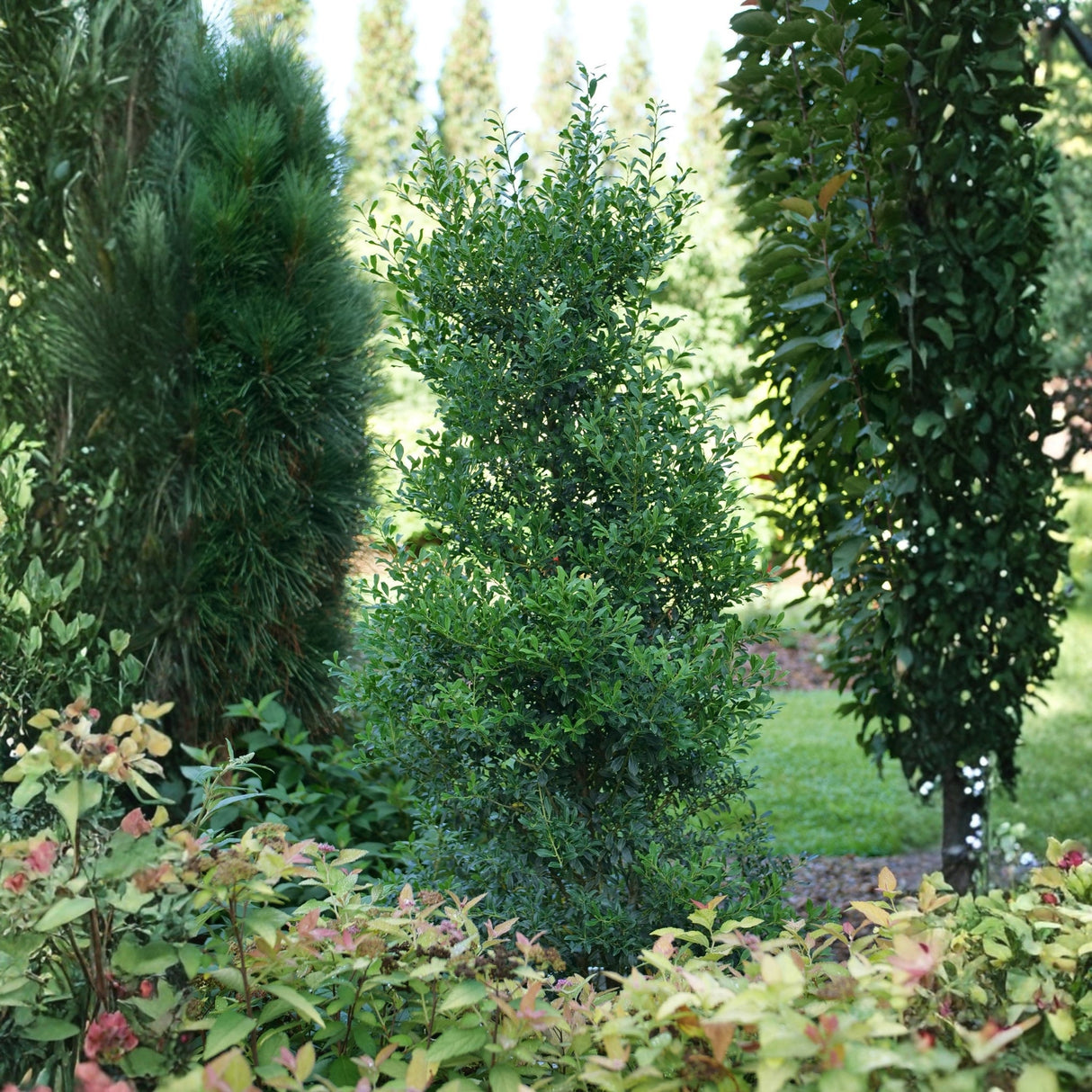 Squeeze Box® Inkberry Holly (Ilex glabra 'SMNIGFC'), a shrub featuring erect, rounded form.