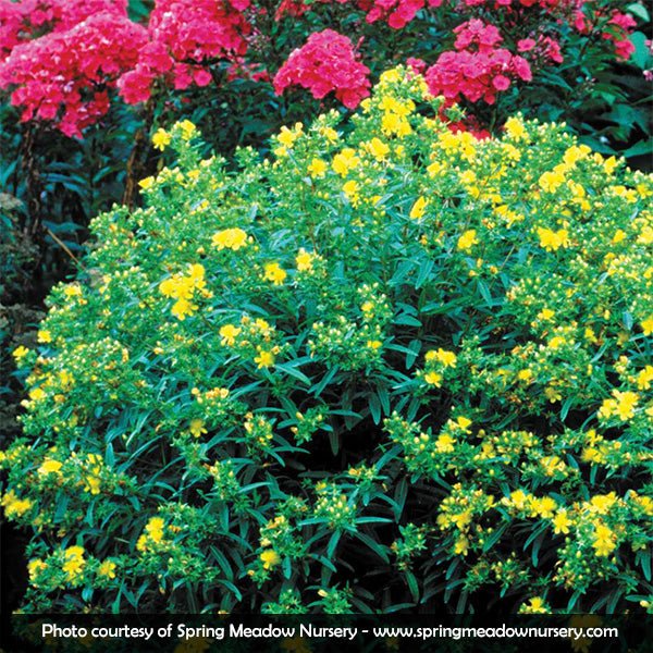 Gemo St. Johns Wort (Hypericum kalmianum 'Gemo'), a shrub featuring yellow flowers and deciduous.