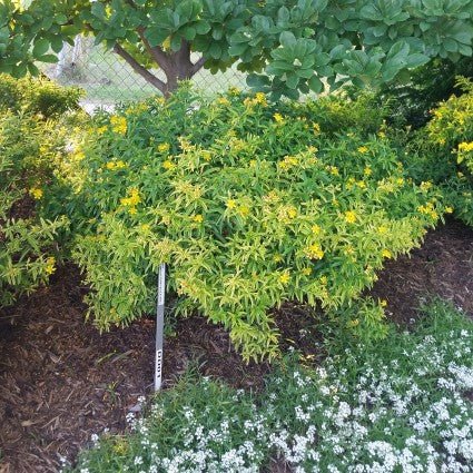 Sunny Boulevard? St. John's Wort