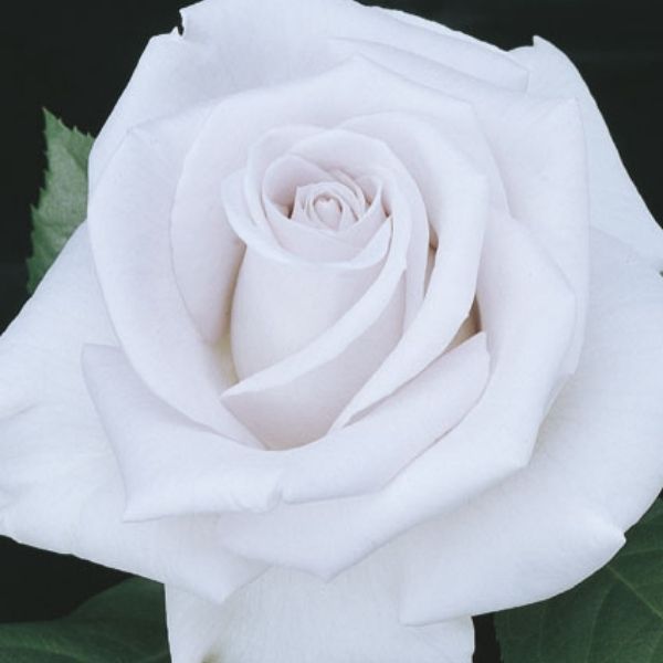 Stainless Steel™ Hybrid Tea Rose (Rosa 'WEKblusi'), a shrub featuring purple, white flowers and deciduous.