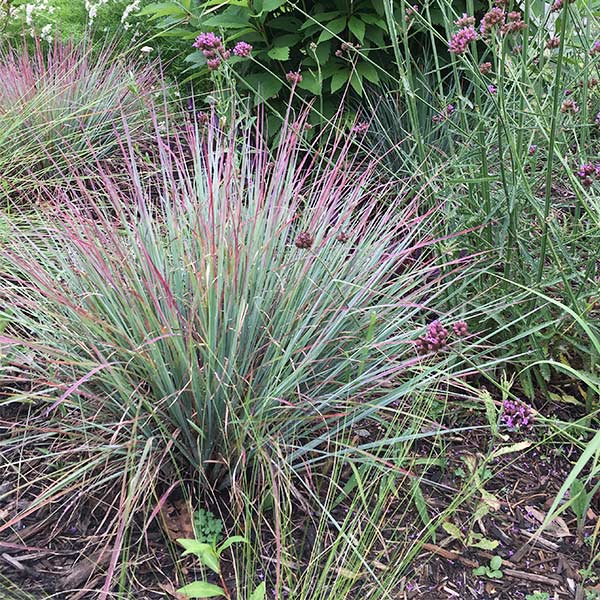 Standing Ovation Little Bluestem (Schizachyrium scoparium 'Standing Ovation'), a perennial featuring green flowers and perennial.