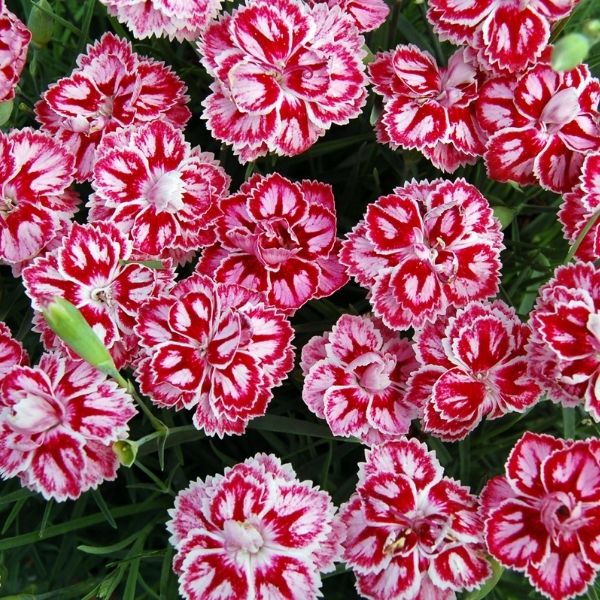 Star™ Starburst Dianthus