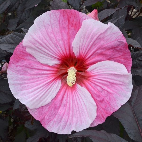 Starry Night Hardy Hibiscus (Hibiscus 'Starry Starry Night'), a perennial featuring pink flowers and perennial.