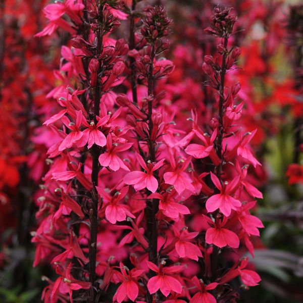 Starship Deep Rose Lobelia (Lobelia speciosa 'Starship Deep Rose'), a perennial featuring red flowers and perennial.