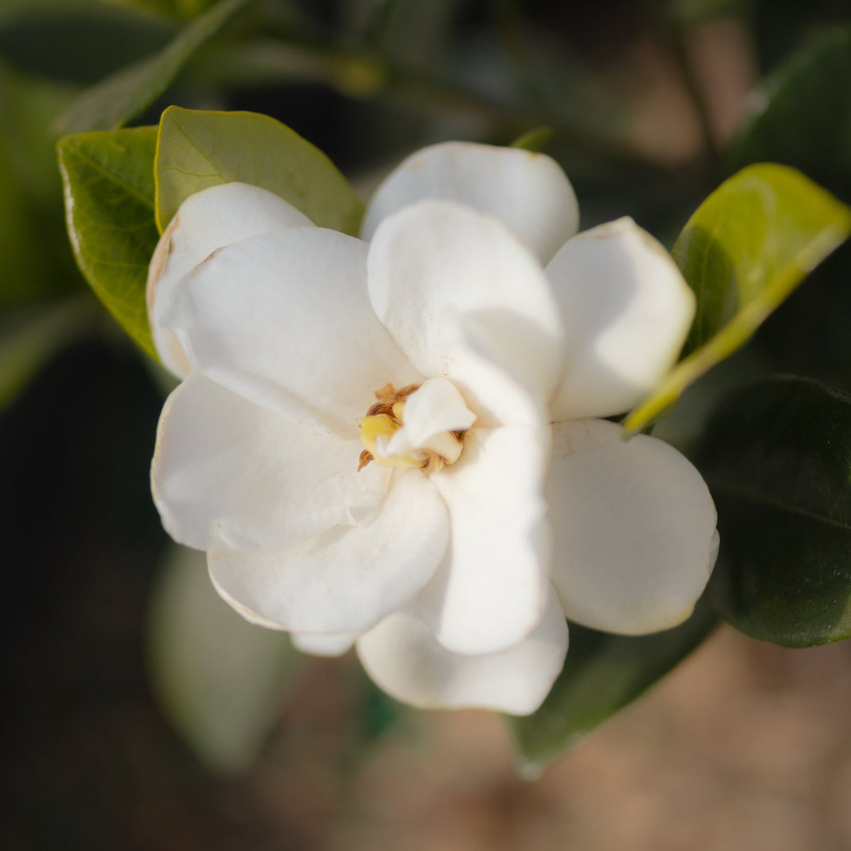 Steady as She Goes Gardenia showing a double white bloom with glossy green leaves in a close-up garden shot.