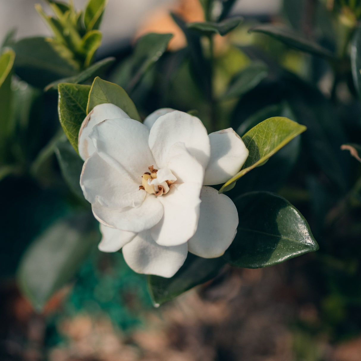 Steady as She Goes Gardenia shrub displaying a fully open white bloom with glossy green leaves in a garden setting.