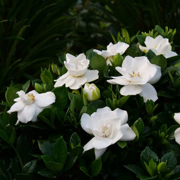 Steady as She Goes® Gardenia (Gardenia jasminoides 'Prince Charles' USPP29,304), a shrub featuring white flowers and broad-leaved evergreen.