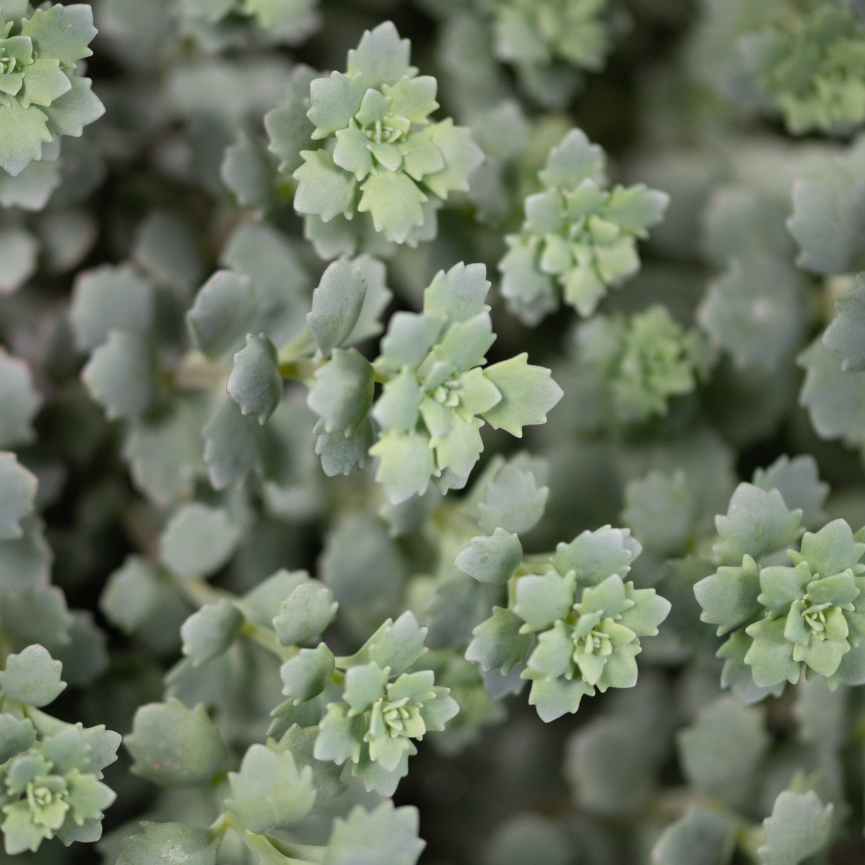 Close-up of Steel the Show Sedum showing silvery-green succulent foliage with compact rosette-shaped leaf clusters.