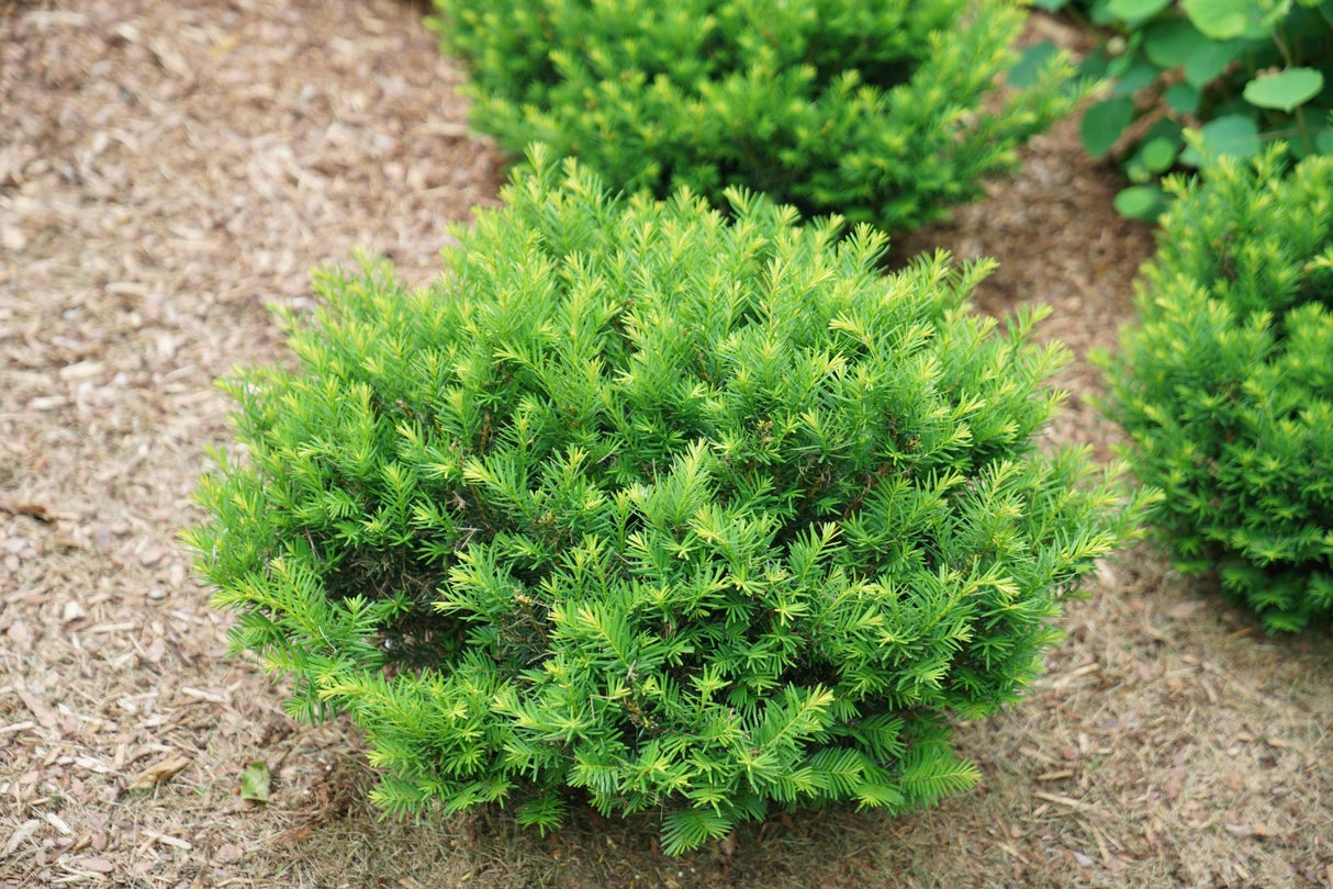 Stonehenge Dark Druid Yew shrub, side view