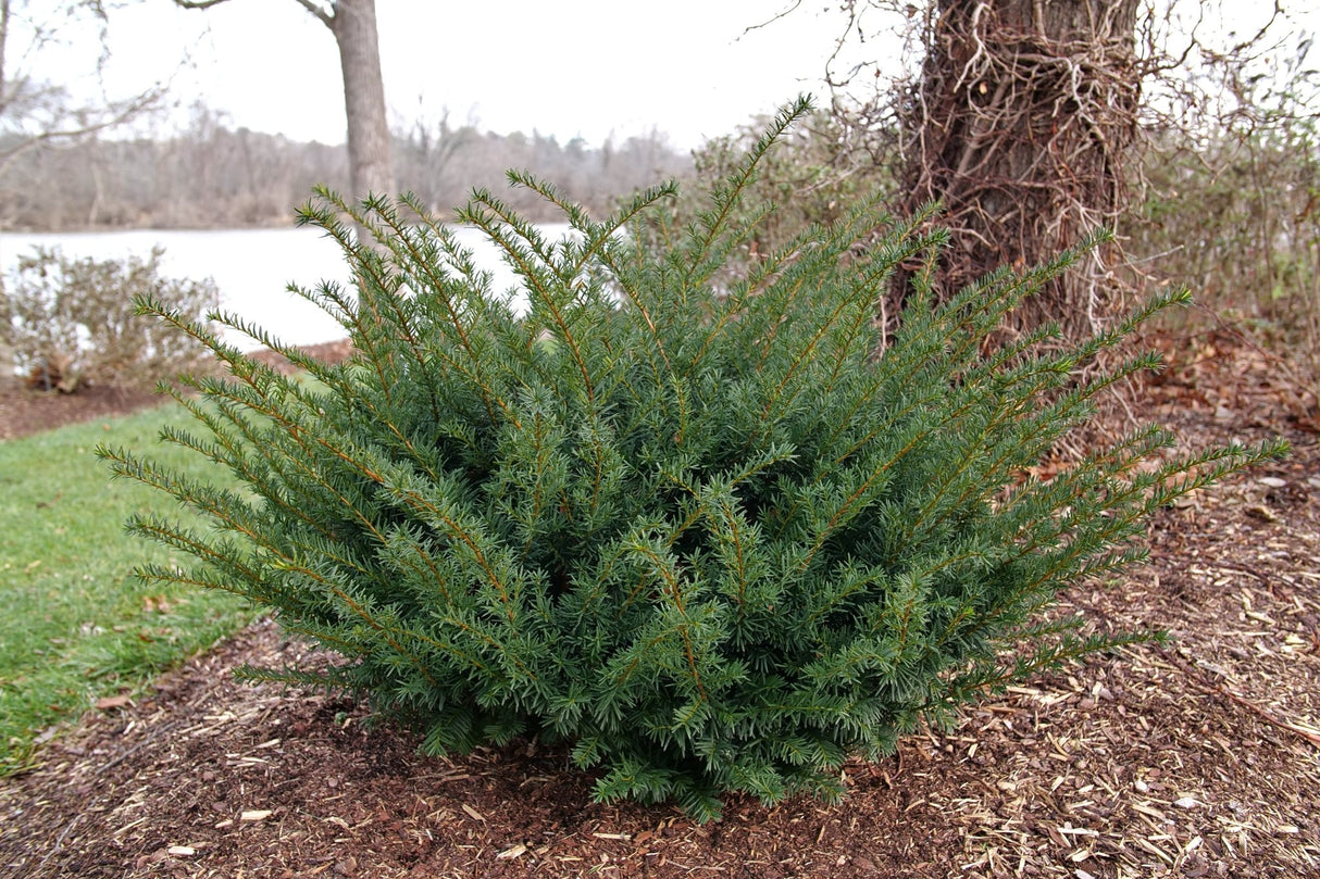 Stonehenge Dark Druid Yew shrub, lifestyle view