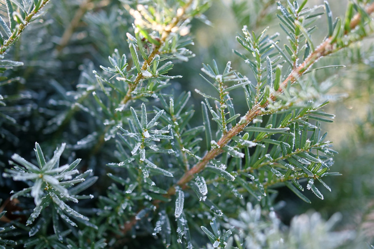 Stonehenge Dark Druid Yew shrub, close-up