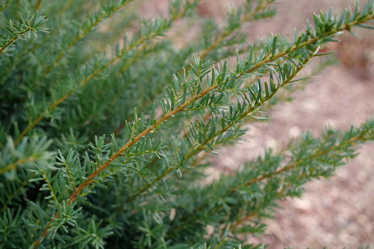 Stonehenge Dark Druid Yew shrub, bloom detail
