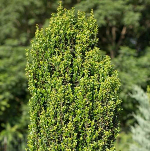 First Editions® Straight & Narrow® Japanese Holly