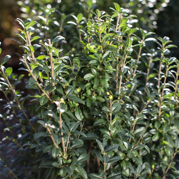 First Editions® Straight Talk® Privet