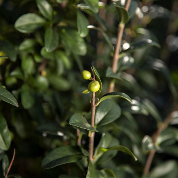 First Editions® Straight Talk® Privet