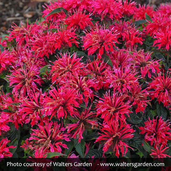 Sugar Buzz® Cherry Pops Bee Balm