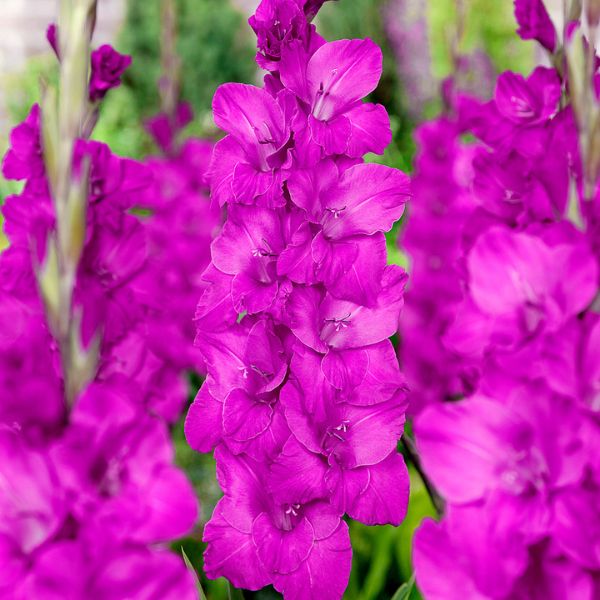 Sugar Plum Gladiolus Blooms