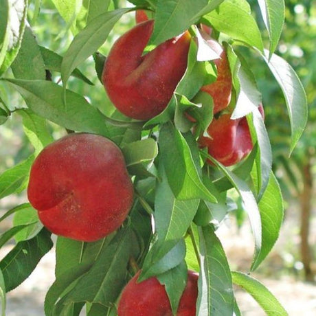 Sugar Saucer Nectarine Tree - Nature Hills Nursery - #3 Container 4 - 5 Feet -