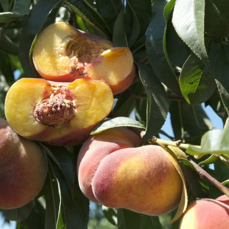 Sugar Tiger Peach Tree - Nature Hills Nursery - #3 Container 4 - 5 Feet -