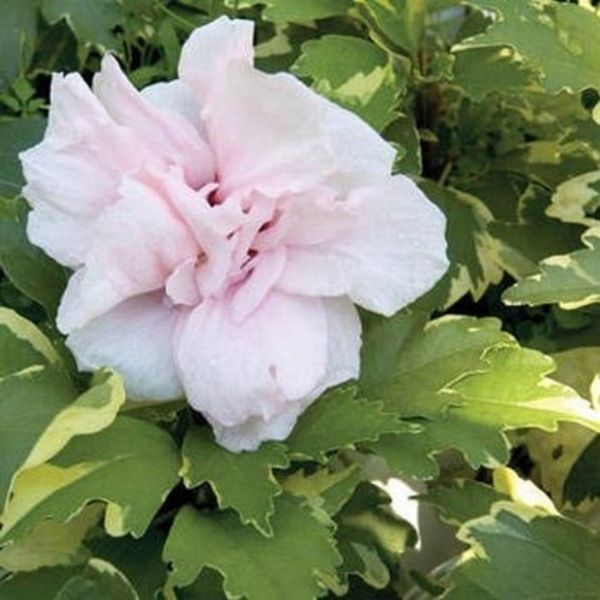 Sugar Tip® Rose of Sharon
