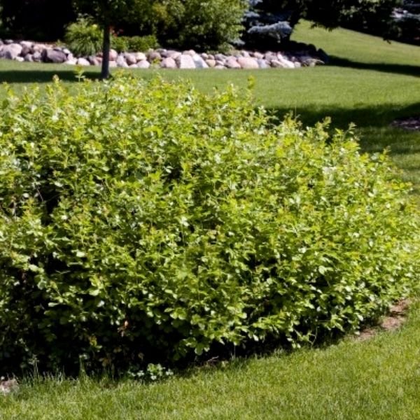 Gro - Low Sumac (Rhus aromatica 'Gro-Low'), a shrub featuring yellow flowers and deciduous.