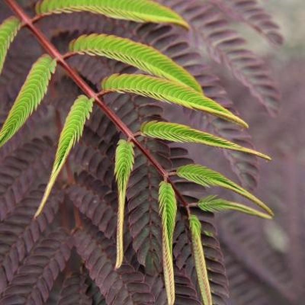 Close-up of pink albizia flowers on Summer Chocolate Mimosa Tree blooming in early summer to late summer.