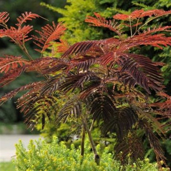 Deciduous foliage of Summer Chocolate Mimosa Tree (Albizia julibrissin 'Summer Chocolate') in a garden setting.