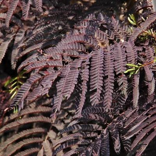 Summer Chocolate Mimosa Tree (Albizia julibrissin 'Summer Chocolate'), a tree featuring pink flowers and deciduous.