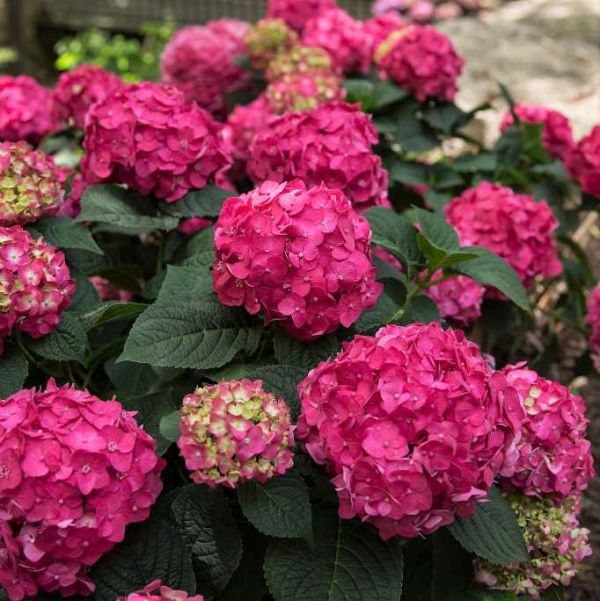 Endless Summer® Summer Crush® Bigleaf Hydrangea