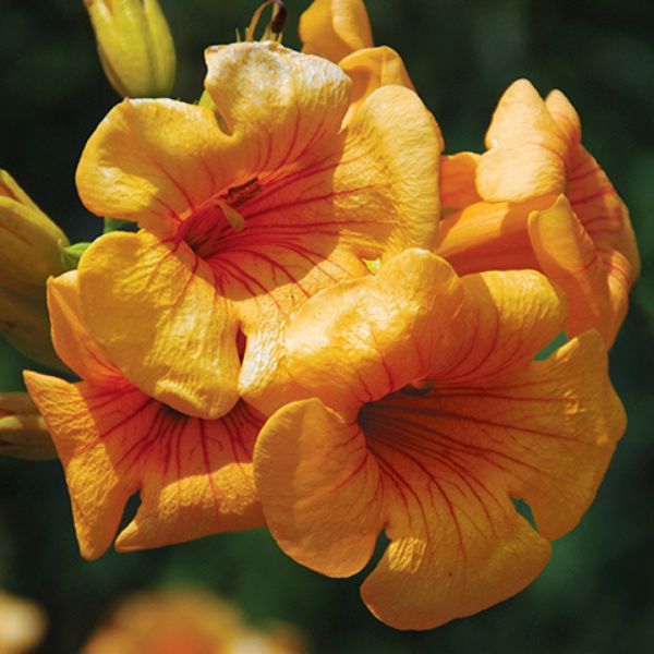 Close-up of orange campsis flowers on Summer Jazz™ Sunrise Gold Trumpet Vine.