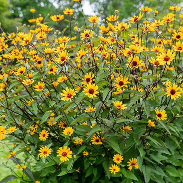 Summer Nights Sunflower Heliopsis (Heliopsis helianthoides 'Summer Nights'), a perennial featuring yellow flowers and perennial.