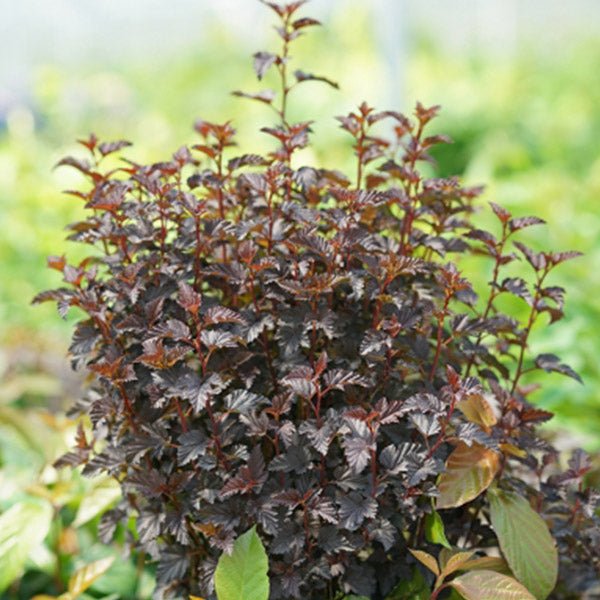 Summer Wine® Black Ninebark