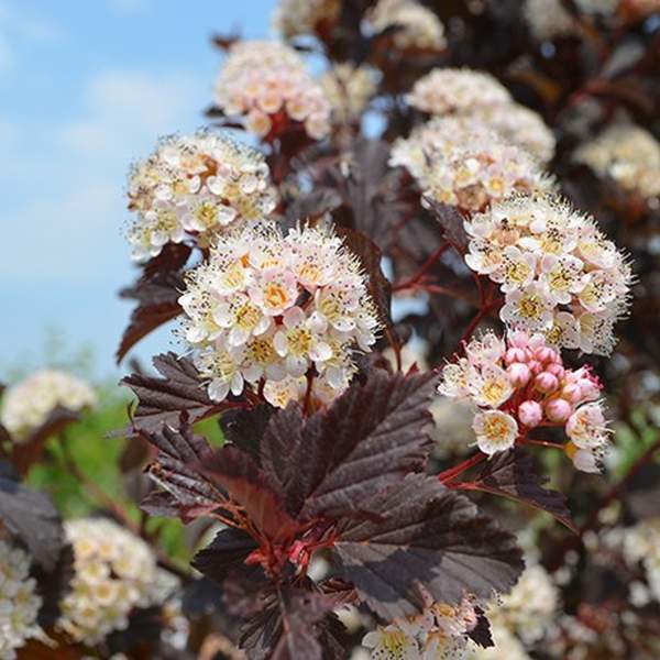 Summer Wine® Ninebark Tree Form