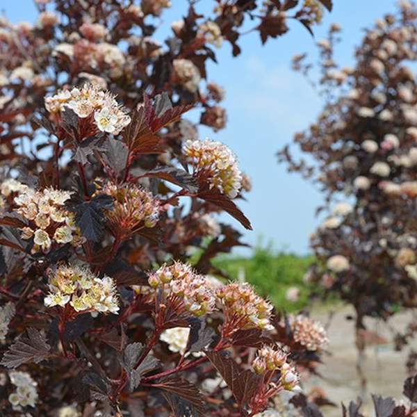 Summer Wine® Ninebark Tree Form