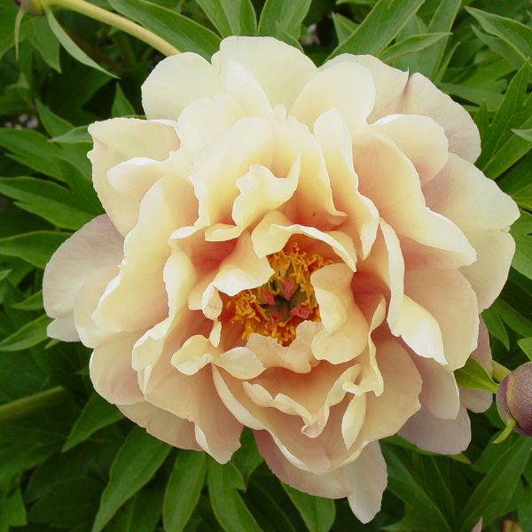 Garden Candy™ Summer Sunset Itoh Peony Close up Bloom