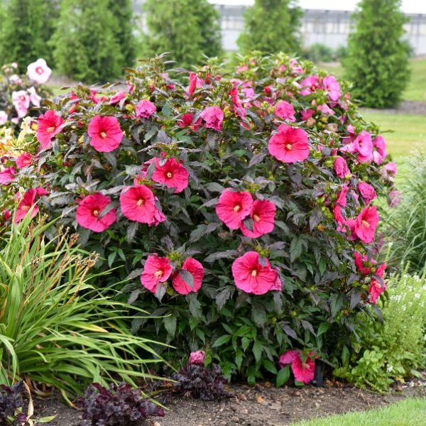 Perennial foliage of Summerific® Evening Rose Rose of Sharon (Hibiscus x 'Evening Rose' PP33,366) in a garden setting.