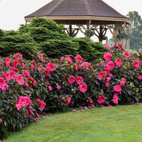 Summerific® Evening Rose Rose of Sharon (Hibiscus x 'Evening Rose' PP33,366), a shrub featuring pink flowers and perennial.