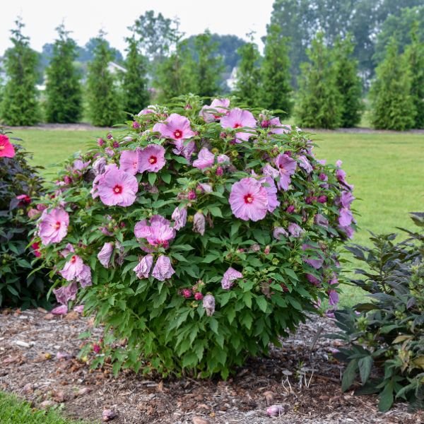 Close-up of purple hibiscus flowers on Summerific® Lilac Crush Rose of Sharon blooming in early summer to late summer.