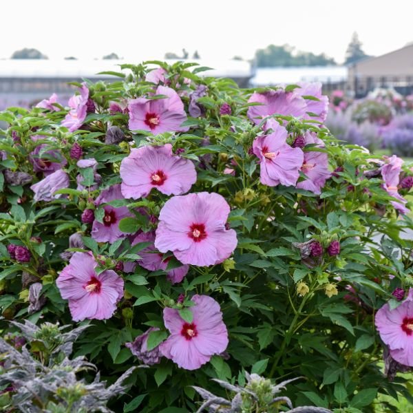 Perennial foliage of Summerific® Lilac Crush Rose of Sharon (Hibiscus x 'Lilac Crush' PP35,181) in a garden setting.