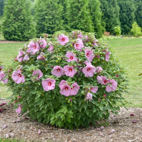 Summerific® Lilac Crush Rose of Sharon (Hibiscus x 'Lilac Crush' PP35,181) growing in a garden landscape, showing mature shrub form.