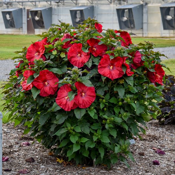 Summerific valentine's Crush Hardy Hibiscus Multiple Blooms