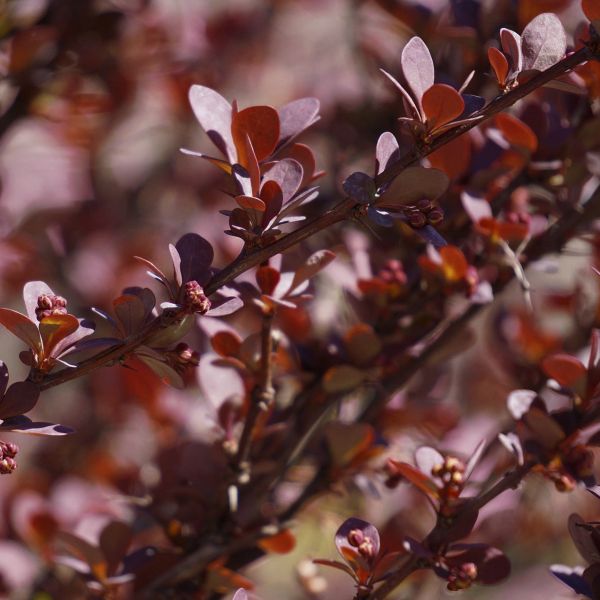 Proven Winner® Color Choice® Sunjoy Mini Maroon® Barberry