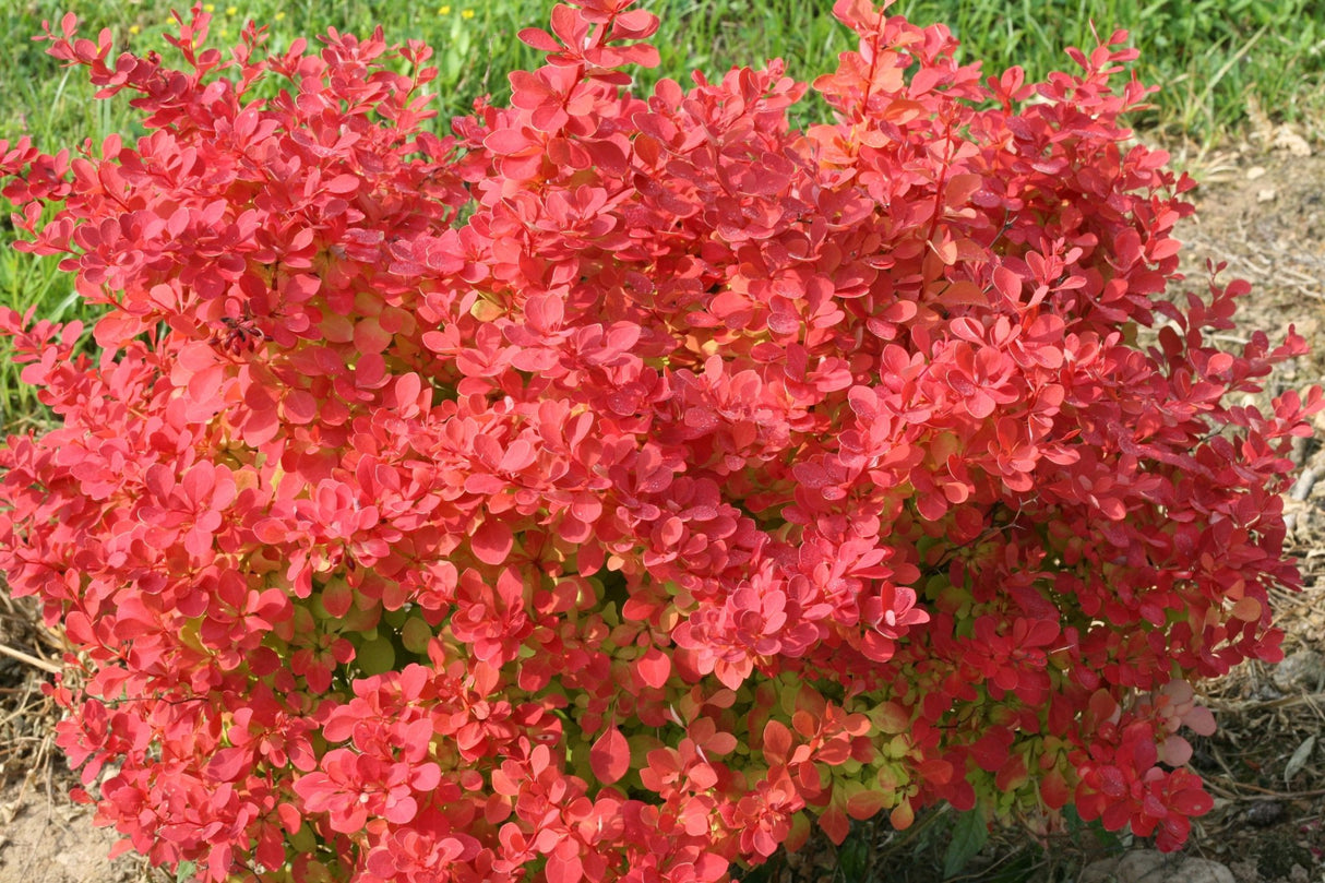 Sunjoy Neo® Barberry